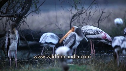 Storks forage for food and nesting materials in shallow waters with their young