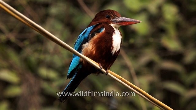 White-throated Kingfisher sits on electric wire