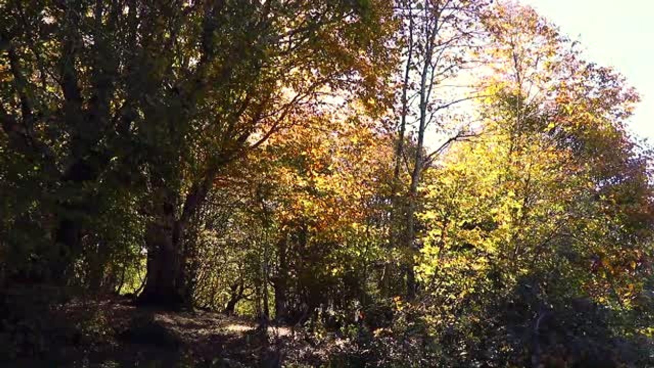 Amanoslarda Sonbahar
