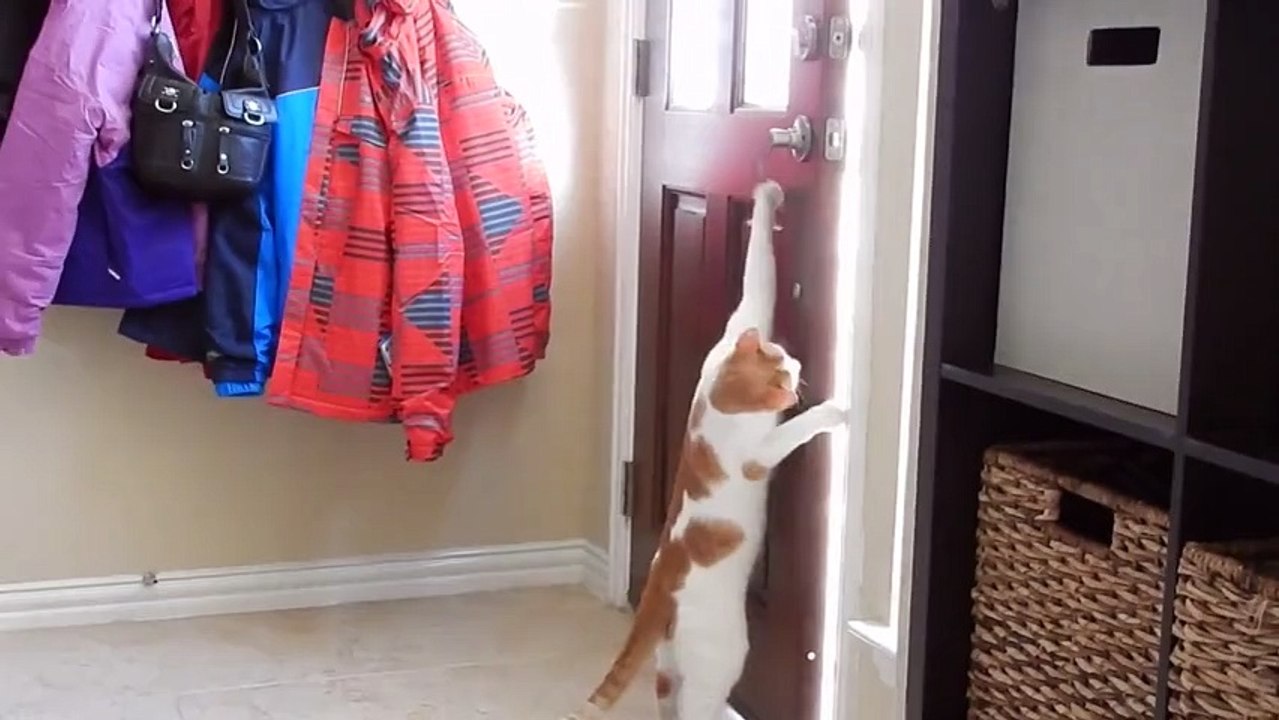 Ces animaux fous peuvent ouvrir des portes