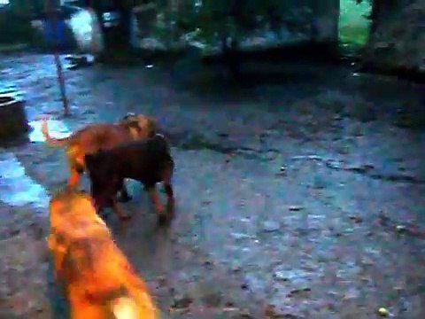 Evening mud fighting dogs after rain walk French Mastiff Doberman and Central Asian Shepherd Dog