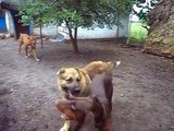 It needs to be watched to the end, Doberman and Central Asian Shepherd Dog attack Bordeaux Dogs, fascinating fights of big dogs.