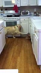 Pup tries so hard to get cat to play