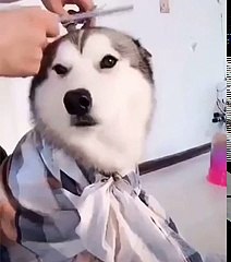 Good boy gets a ver handsome haircut