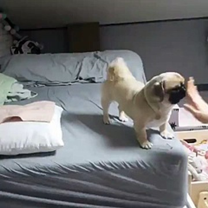 Doggo Stretching
