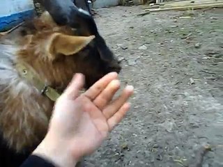 Cameroon goats Dad's acquaintance with his son, Benya is shocked and the kid dances goat jumps for joy