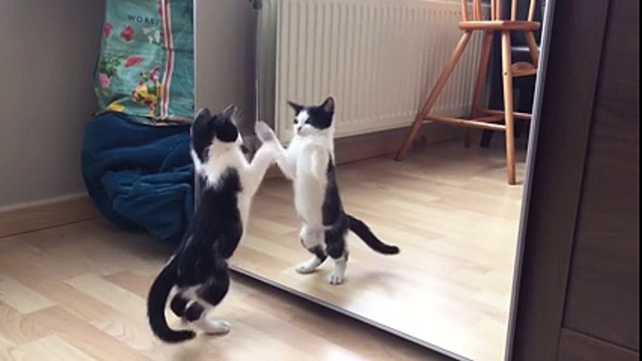 Cat sees himself in the mirror for the first time