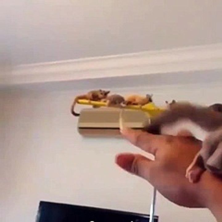 Tiny flying tippytaps - tippytaps