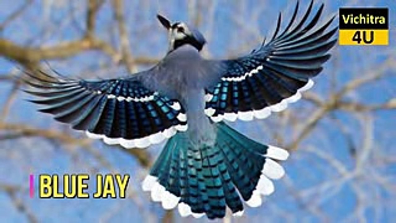 beautiful birds