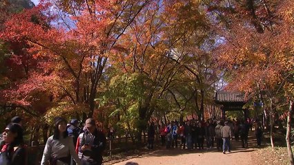 단풍 일번지 내장산 '인산인해' / YTN