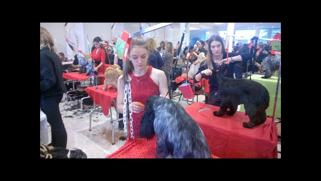 Record de participation au Championnat de France de toilettage à Saint-Maurice-de-Beynost