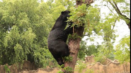Bear climb tree thinking of honeycomb but outcome was funny