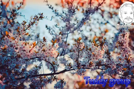 Nonstop Comedy Suno Meri Shabana Double Meaning Comedy Dialogues TikTok Musically Compilation