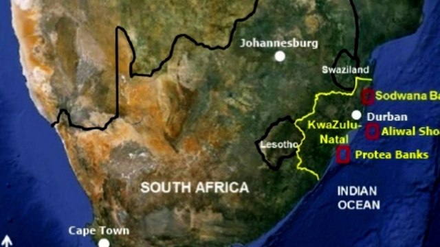 Baited Shark dive Protea Banks Zuid Afrika