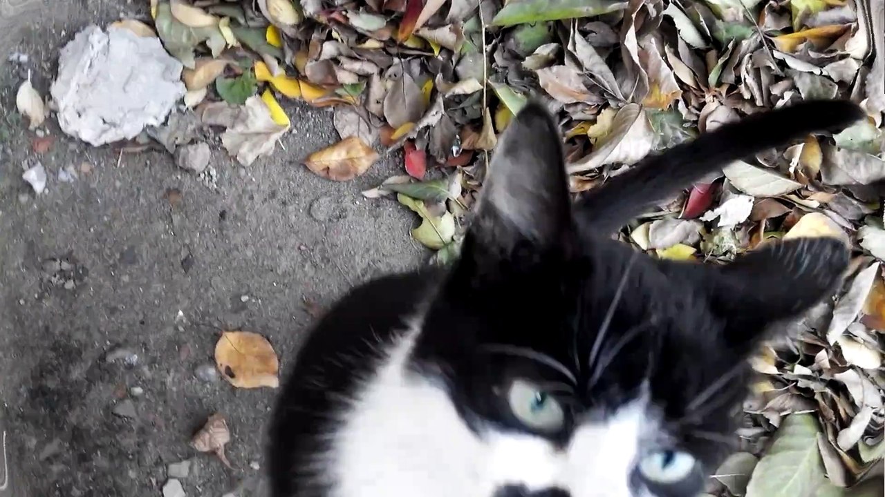 [Cat life on the street]