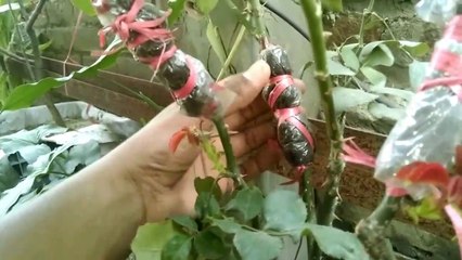 How to Airlayer a Plant | Ap kaisay apnay plant ko Airlayer karsaktay hain | (Part 1)