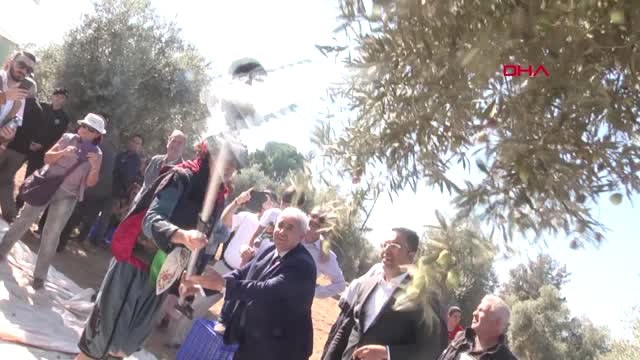 Milas'ta Zeytin Hasat Şenliği - Ek -
