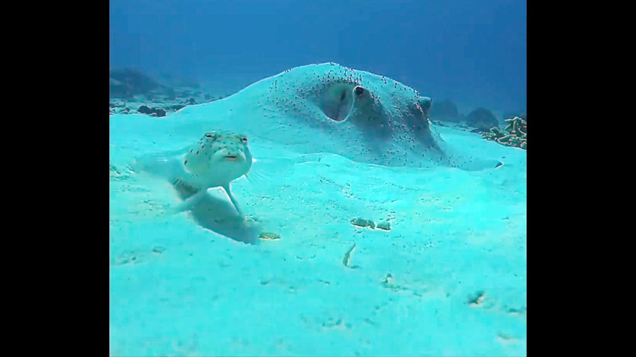 Fish Is Suspicious Of Camera