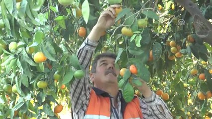 Yaş Meyve Sebze İhracatı Artıyor