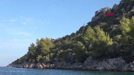 Aşırlı Adası'nın Bekçileri Yaban Keçileri