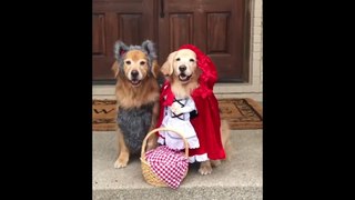 Adorable Dogs Dressed Up To Go Trick-Or-Treating