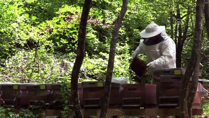 'Ülkemizin ihtiyacı olan bal Türkiye arıcısının elinde var' - BURSA