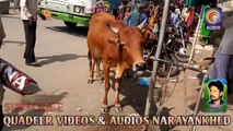 COW DRINKING WATER FROM TAP AMAZING VIDEO AT NARAYANKHED QVIDEOS