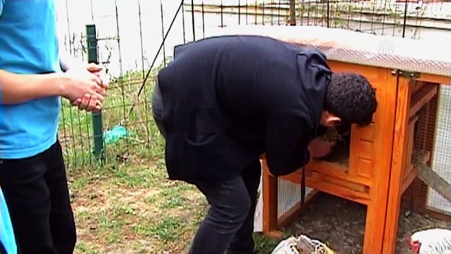 Tavuklarından ayrı kalamayan öğrenci için okula kümes yapıldı - SAMSUN
