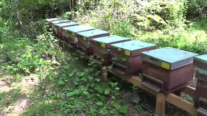 Ülkemizin İhtiyacı Olan Bal Türkiye Arıcısının Elinde Var" - Bursa