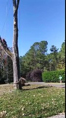 Un bucheron très efficace