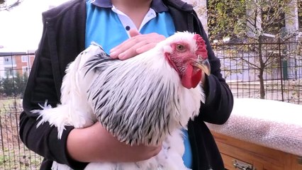 Tavuklarından ayrı kalamayan öğrenci için okula kümes yapıldı (2) -SAMSUN