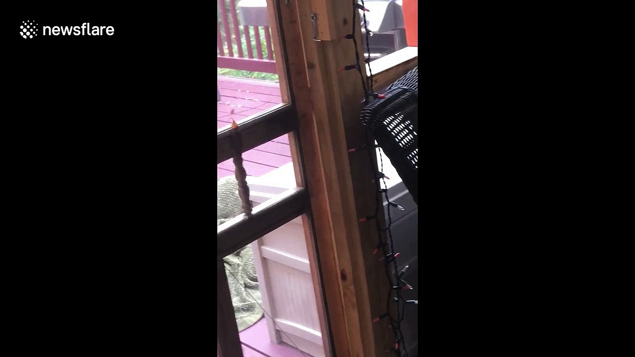 Too cute! Little girl sings sweetly to family dog