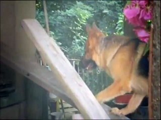 Rex, chien flic S08E05 FRENCH