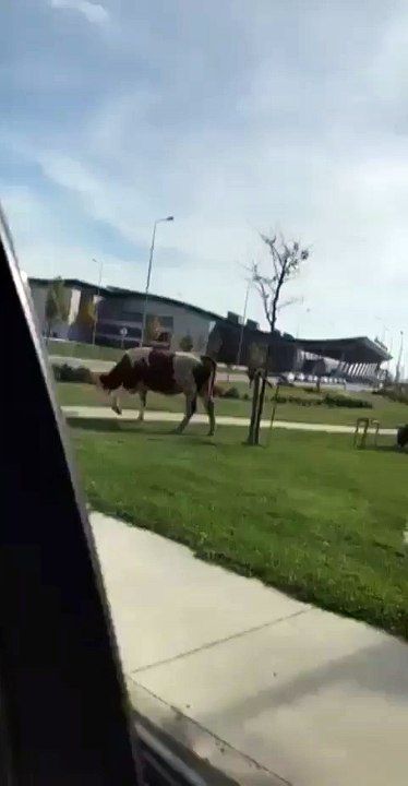 Lopët në aeroportin e Prishtinës