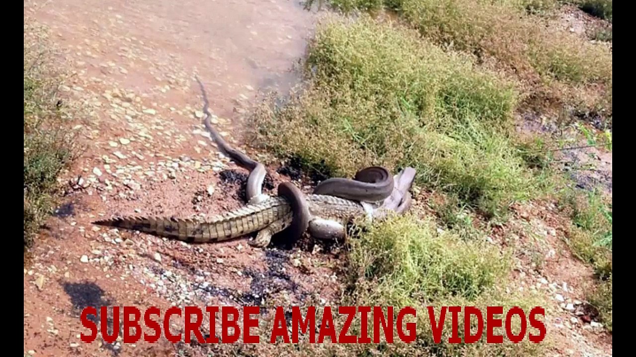 Snake eats crocodile in fight