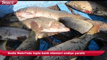 Gediz Nehri'nde toplu balık ölümü