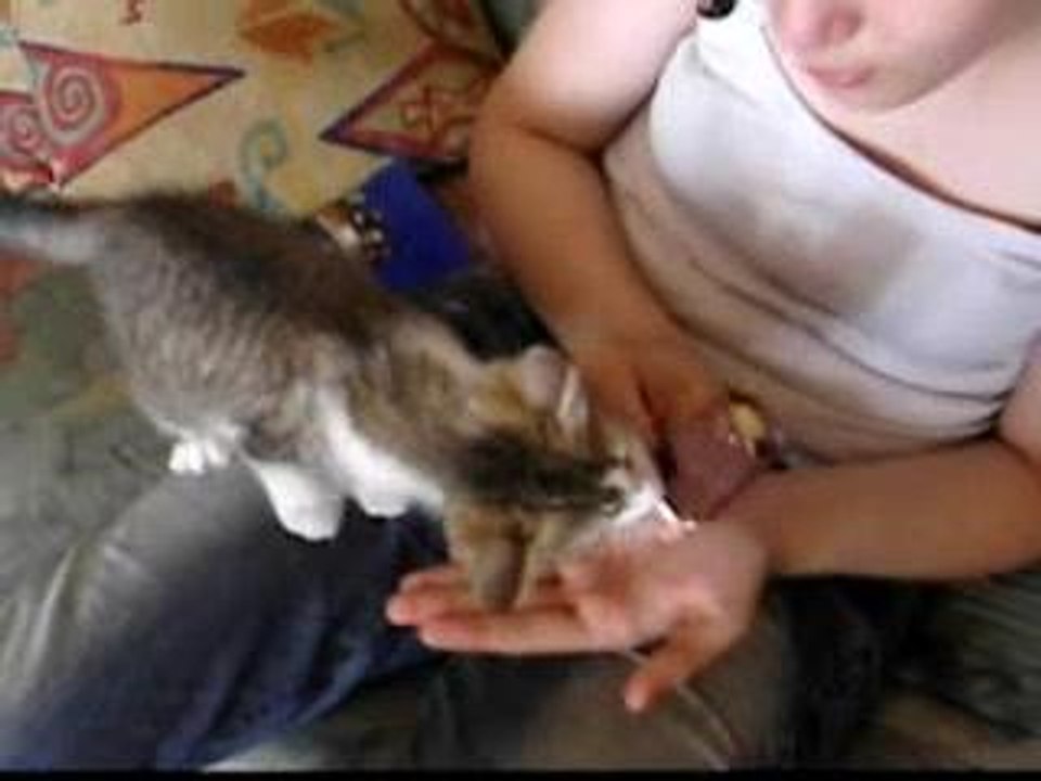 chat