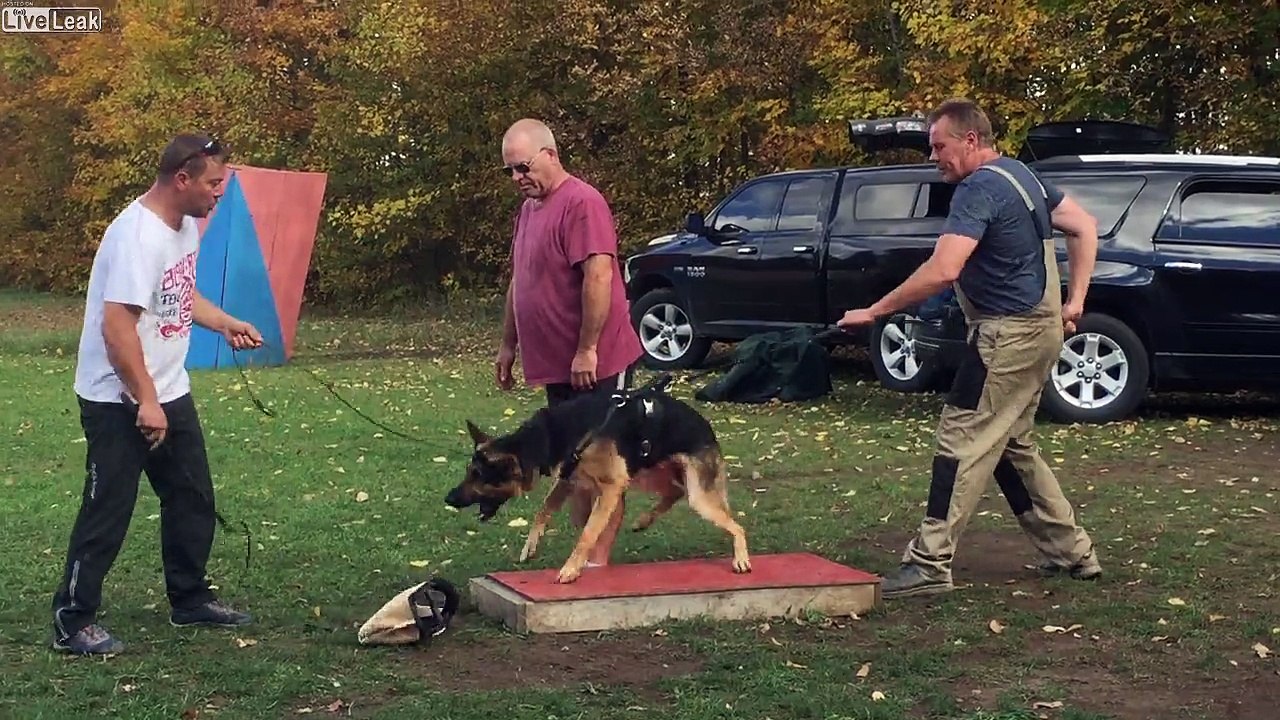 Le dressage de ce chien est impressionnant !