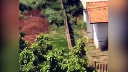 Internauta flagra homens maltratando cachorros