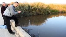Gediz Nehri'ndeki toplu balık ölümleri - MANİSA