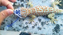 Ce gecko en train de muer est juste magnifique. Animal merveilleux