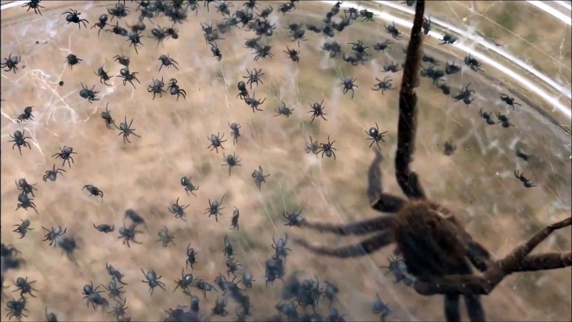Cette Araignee Banane Et Ses Milliers De Bebes Vont Vous Donner Des Cauchemars Video Dailymotion