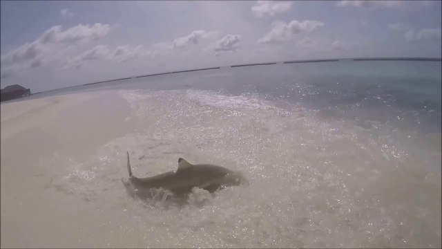 Des requins chassent en bord de plage... Magnifique