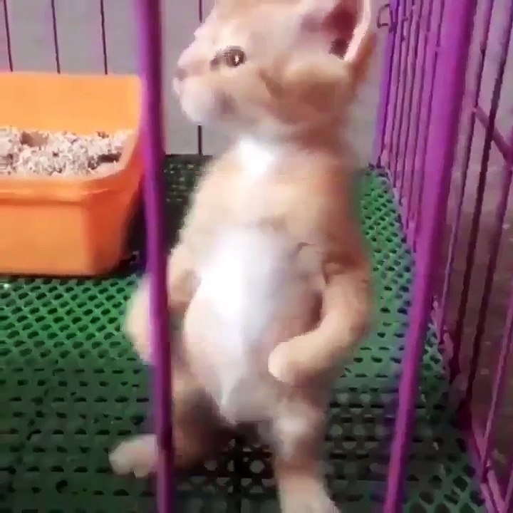 Gatito en 2 patas 
