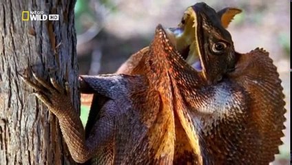 Animal Fight Club S02 E03