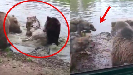 Group Of Bears Tear Wolf To Shreds | Les ours déchirent le loup!