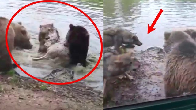 Group Of Bears Tear Wolf To Shreds | Les ours déchirent le loup!