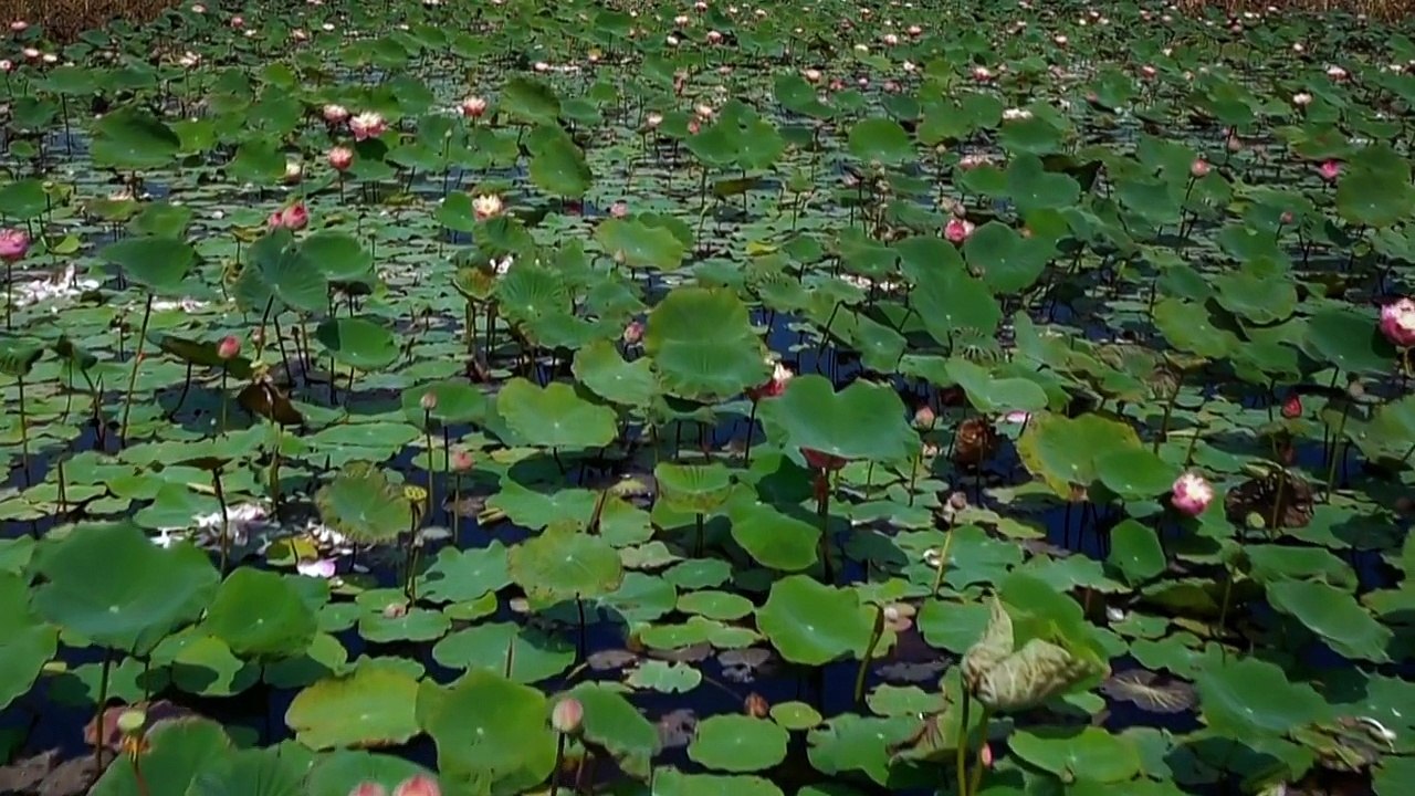 BBC Thailand Earths Tropical Paradise 2 of 3 The Central Heartland