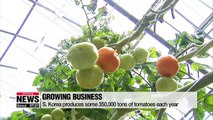 Local researchers discover bacteria that fends off disease from tomatoes
