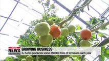 Local researchers discover bacteria that fends off disease from tomatoes